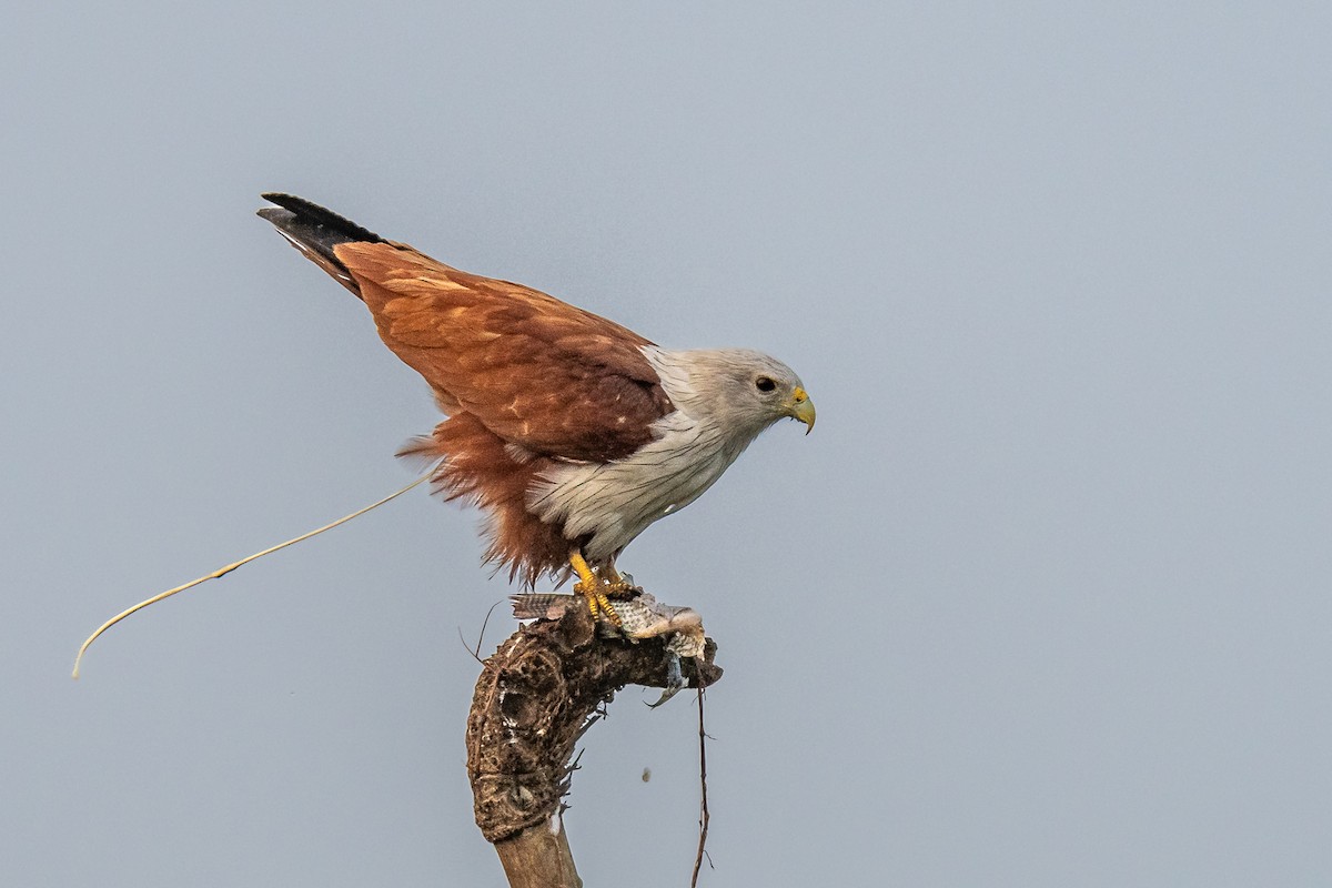 Brahminy Kite - ML614648377