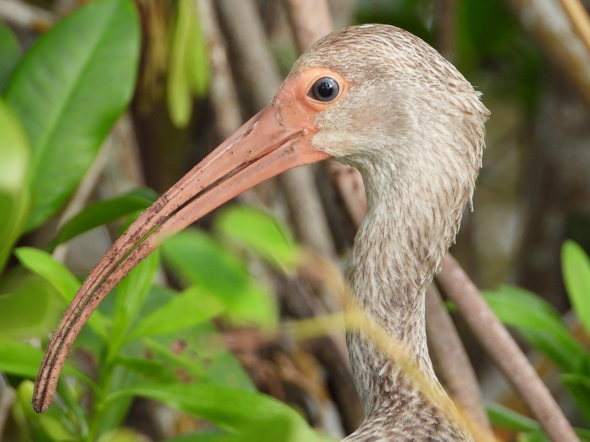 Ibis blanc - ML614648378