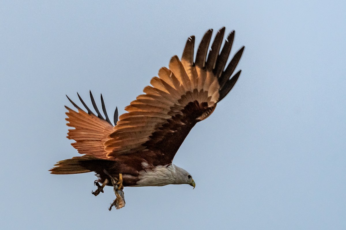 Brahminy Kite - ML614648390