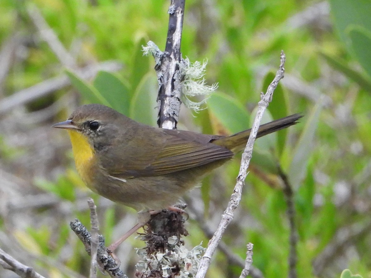 Common Yellowthroat - ML614648396