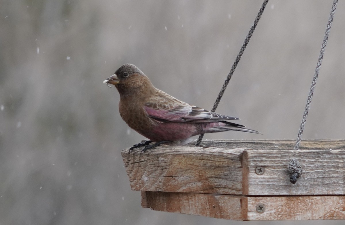 Brown-capped Rosy-Finch - ML614648402