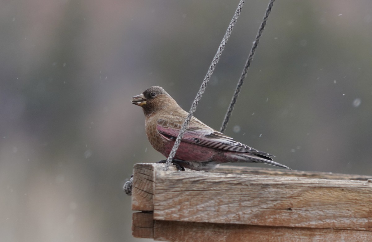 Brown-capped Rosy-Finch - ML614648403