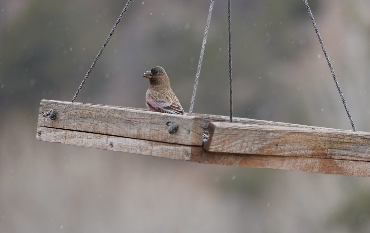 Brown-capped Rosy-Finch - ML614648404