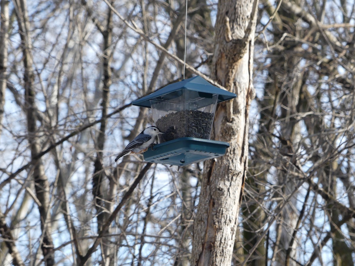 White-breasted Nuthatch - ML614648406