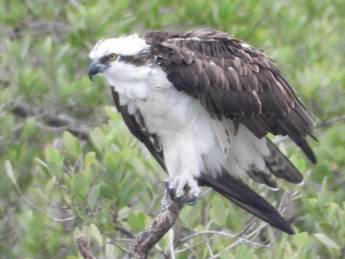 Águila Pescadora - ML614648407