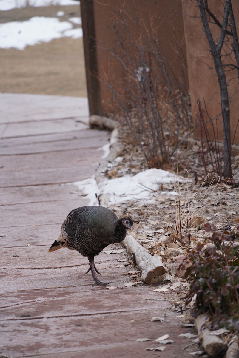 Wild Turkey - ML614648408