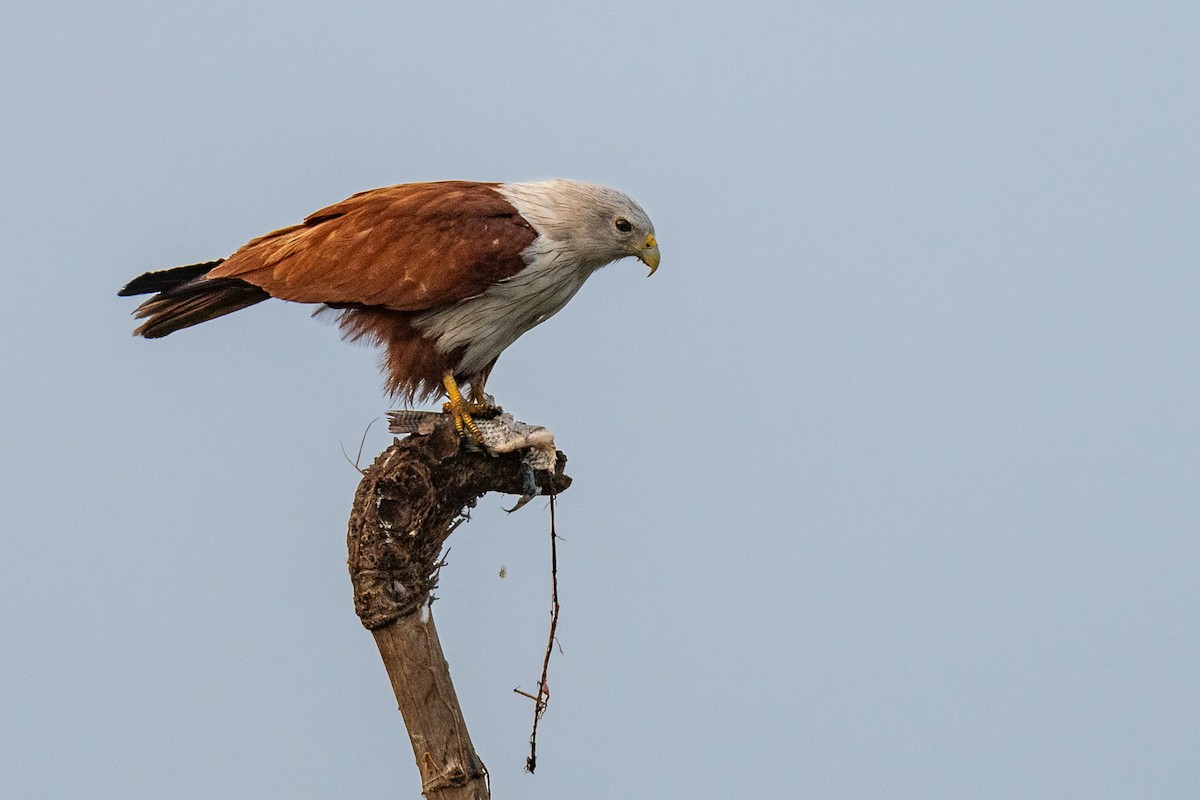 栗鳶 - ML614648409