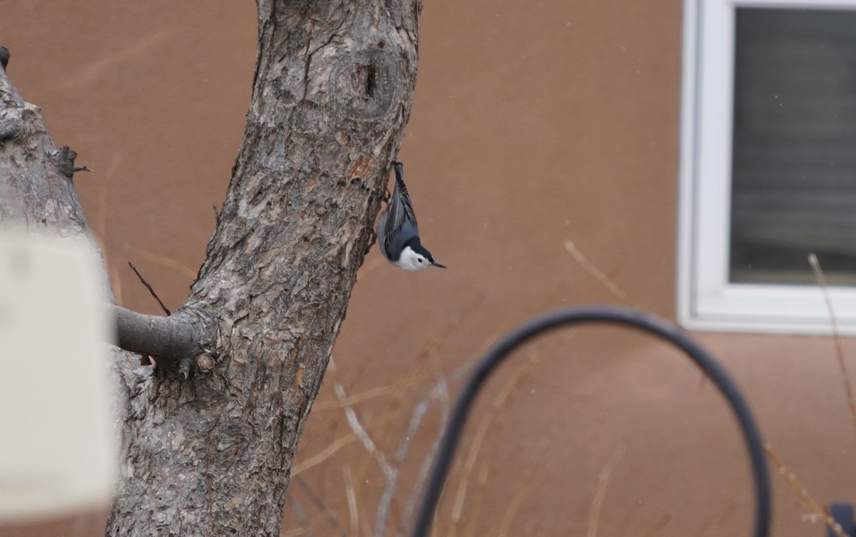White-breasted Nuthatch (Interior West) - ML614648411