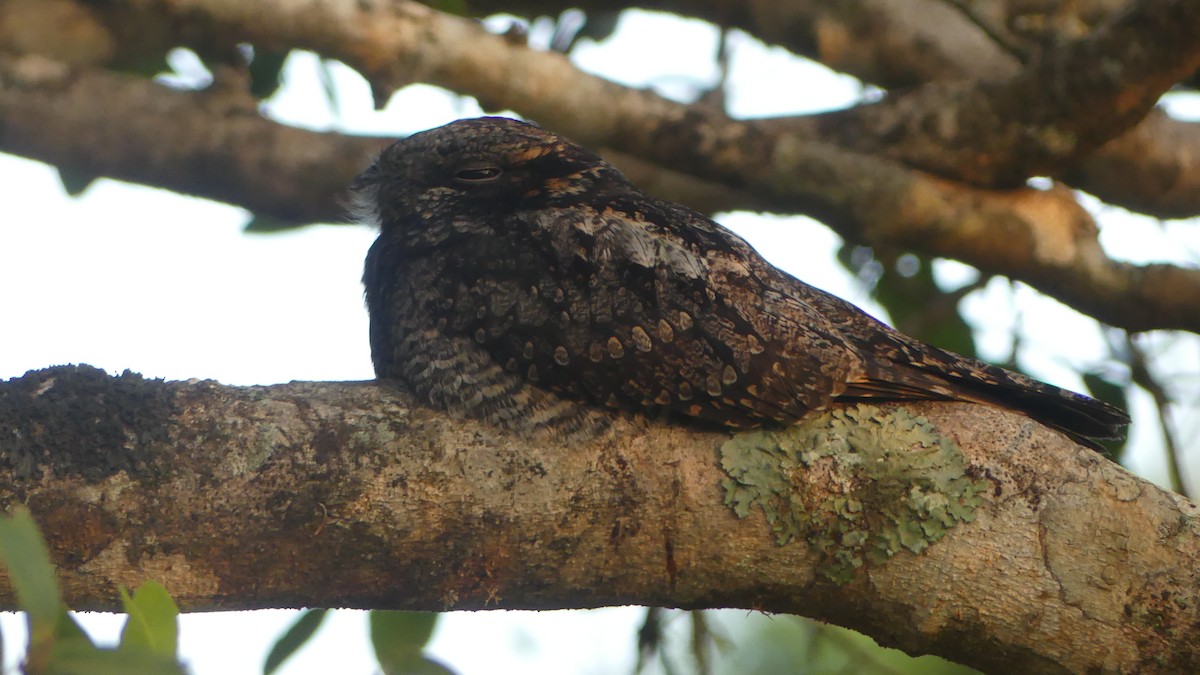 Jerdon's Nightjar - ML614648417