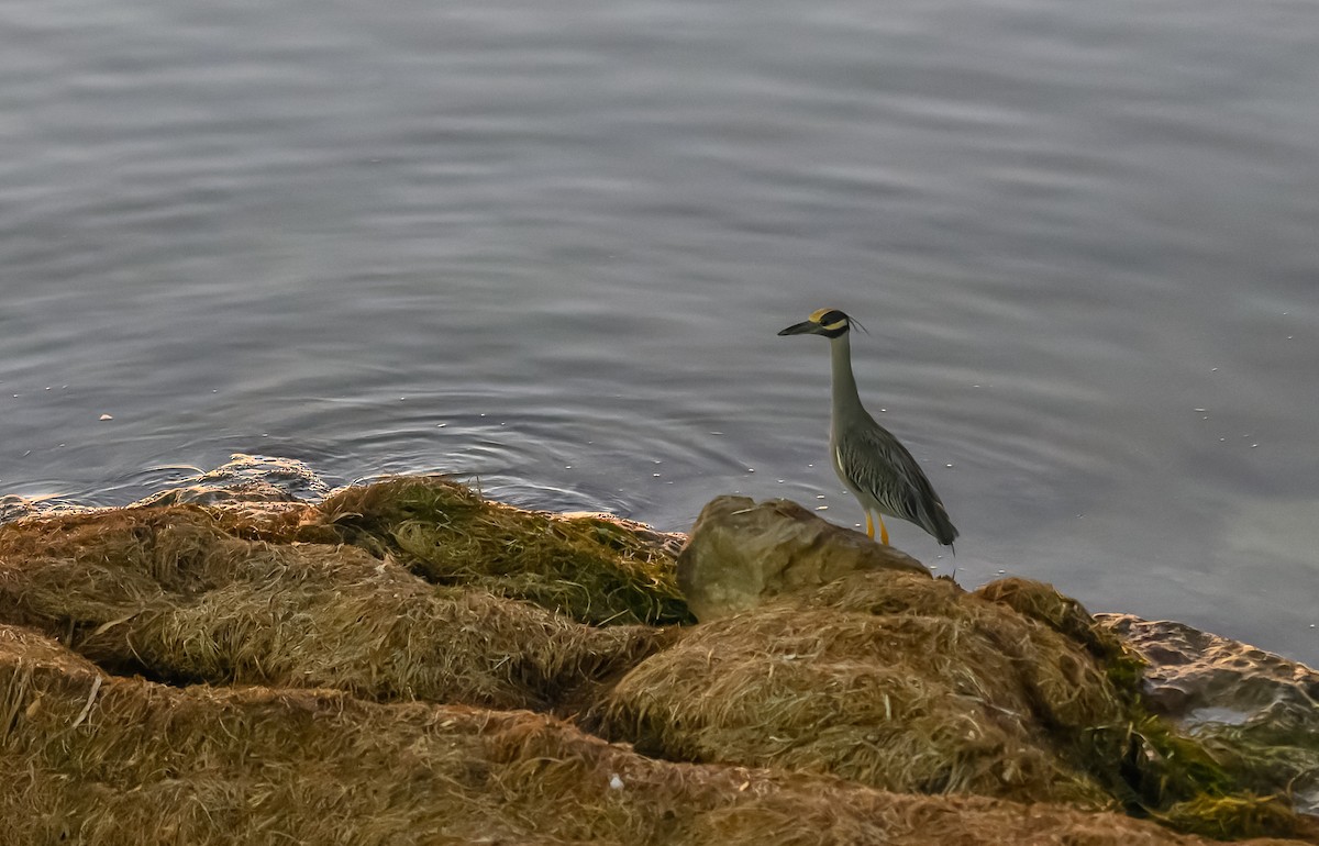 Yellow-crowned Night Heron - Frederik Gustavsson