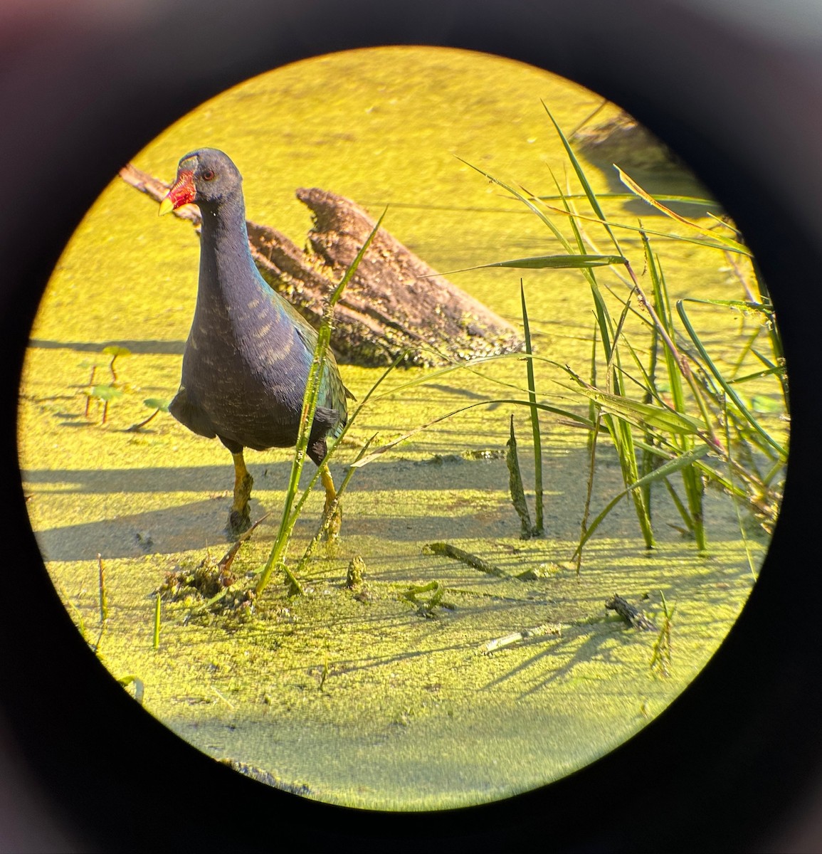 Purple Gallinule - ML614648736