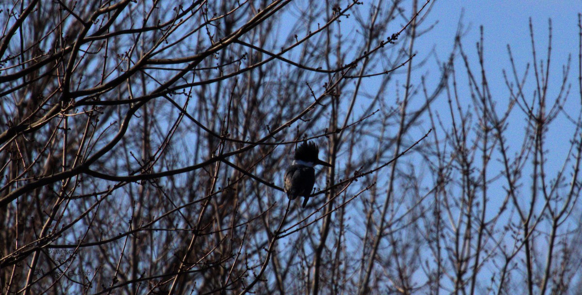 Belted Kingfisher - Ryan Zaleski