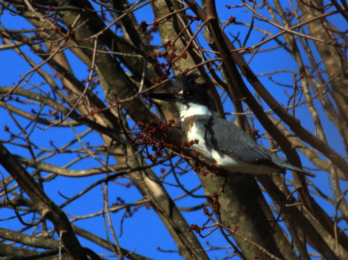 Belted Kingfisher - Ryan Zaleski