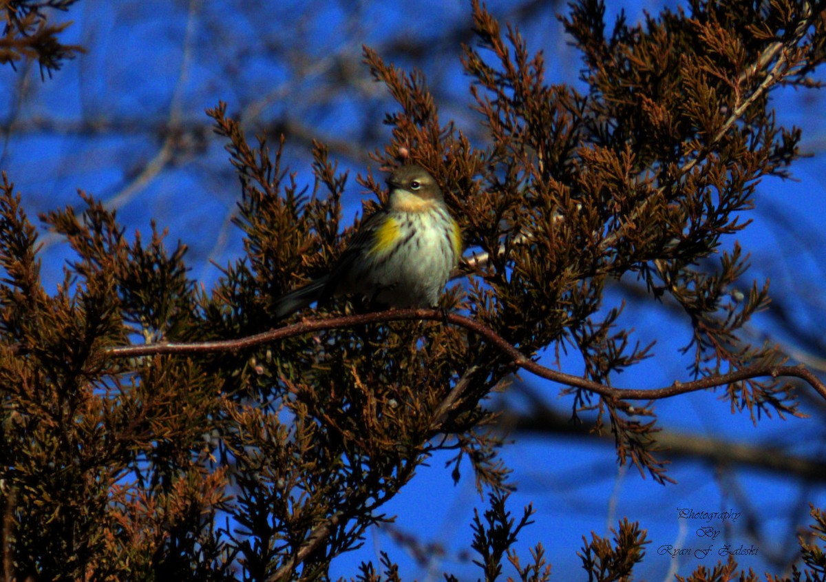 Yellow-rumped Warbler - ML614648873