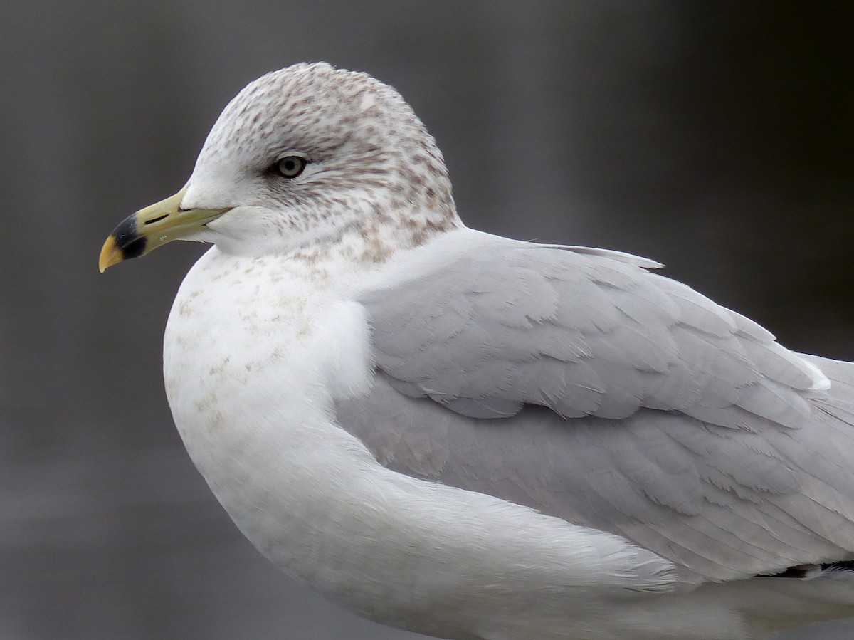 Ring-billed Gull - ML614648874