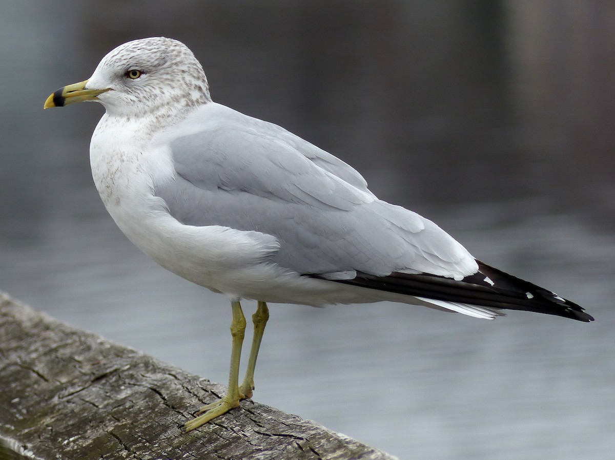 Ring-billed Gull - ML614648876