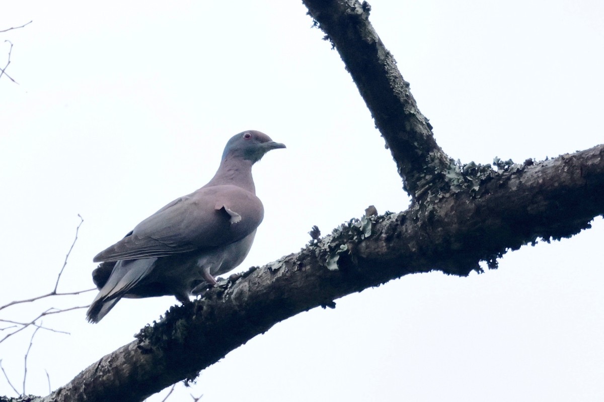 Pale-vented Pigeon - ML614648892