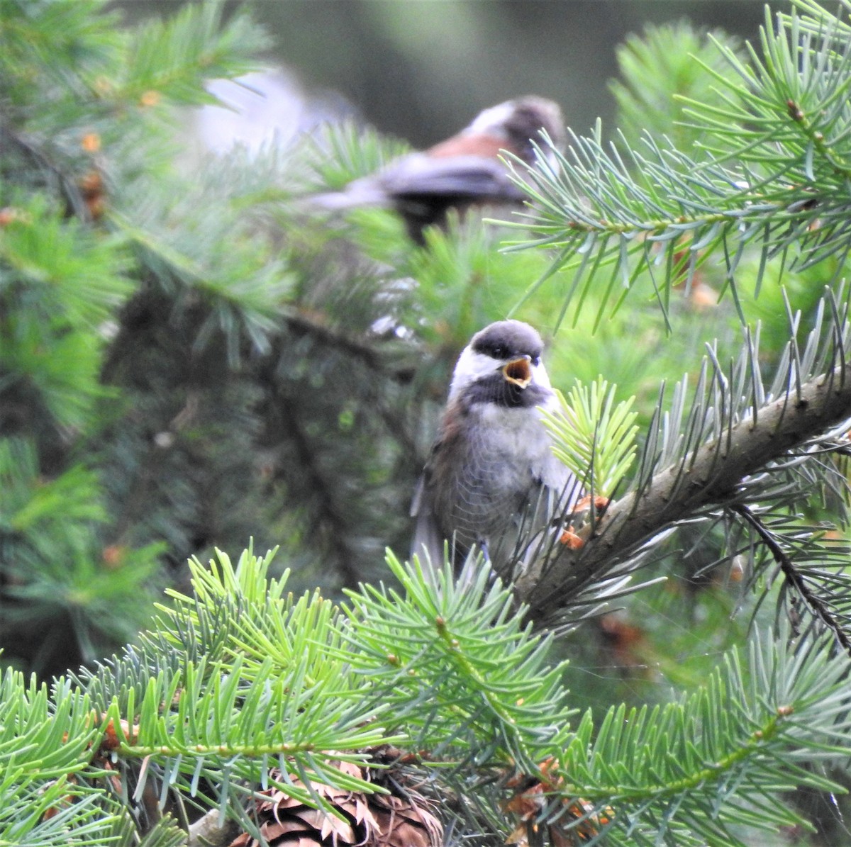 Chestnut-backed Chickadee - ML61464891