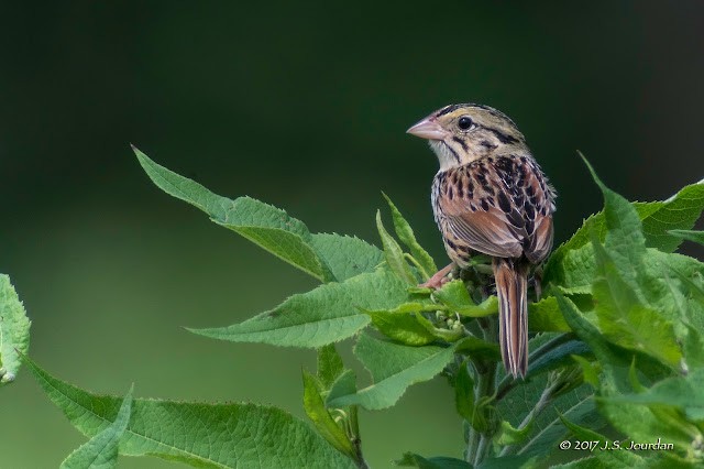 Henslow's Sparrow - ML614648938