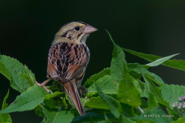 Henslow's Sparrow - ML614648939