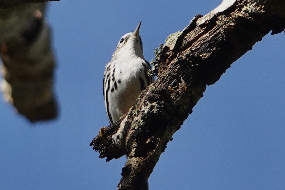 Black-and-white Warbler - Alena Capek