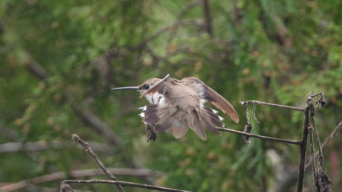 Black-chinned Hummingbird - ML614649072