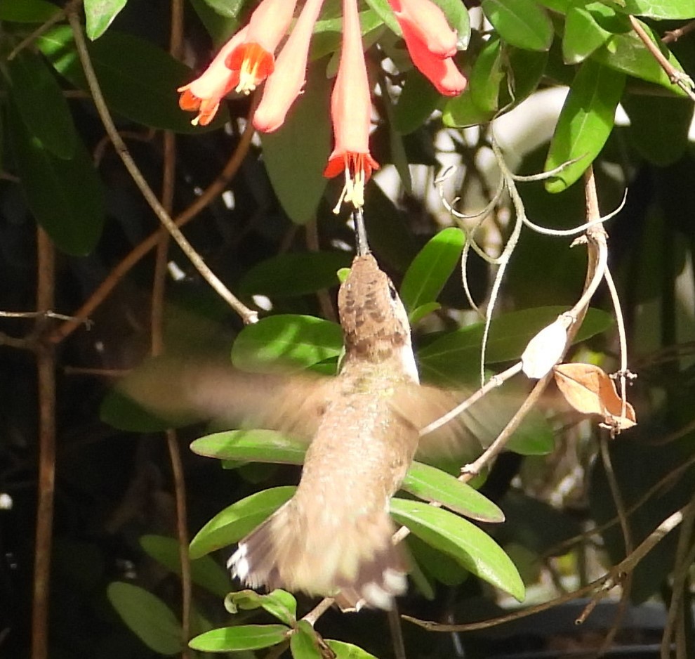 Black-chinned Hummingbird - ML614649073