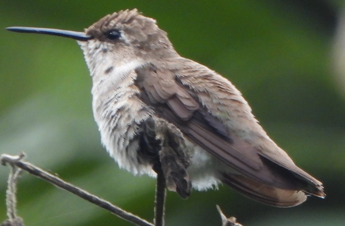 Black-chinned Hummingbird - ML614649074