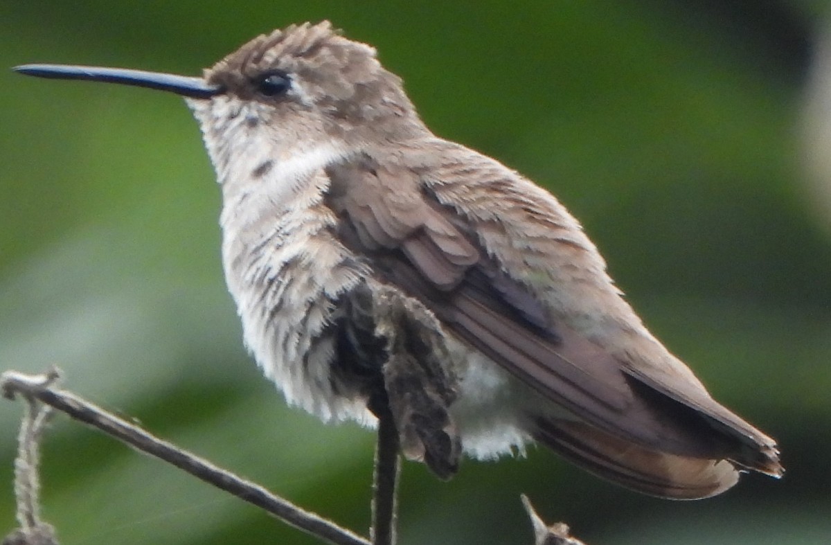 Colibri à gorge noire - ML614649074