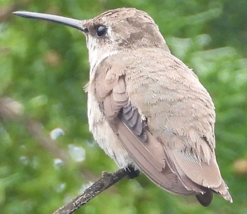 Black-chinned Hummingbird - ML614649075