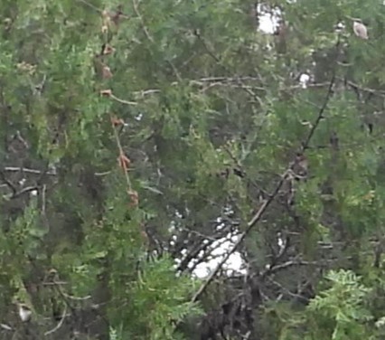 Black-chinned Hummingbird - ML614649076