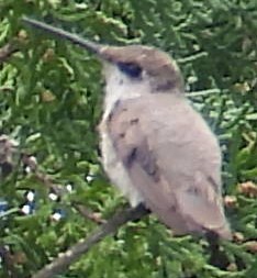 Black-chinned Hummingbird - ML614649077