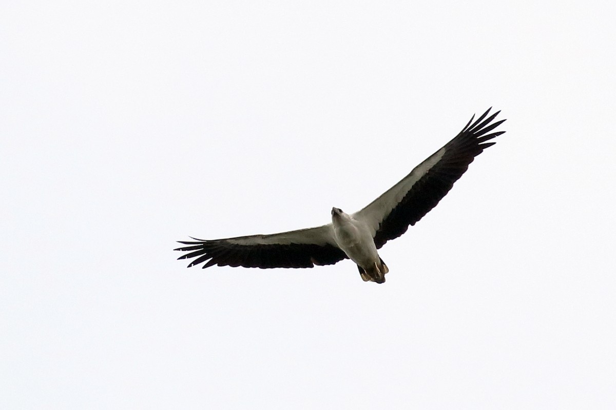 White-bellied Sea-Eagle - ML614649084