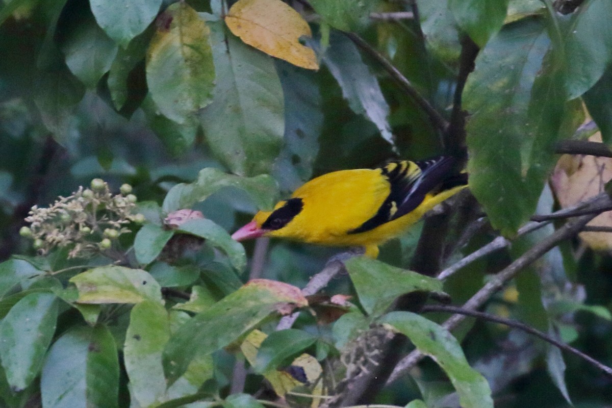 Black-naped Oriole - Zbigniew Swiacki