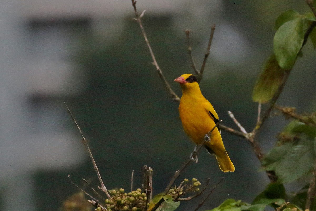 Black-naped Oriole - ML614649103