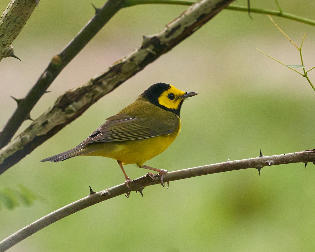 Hooded Warbler - ML614649114