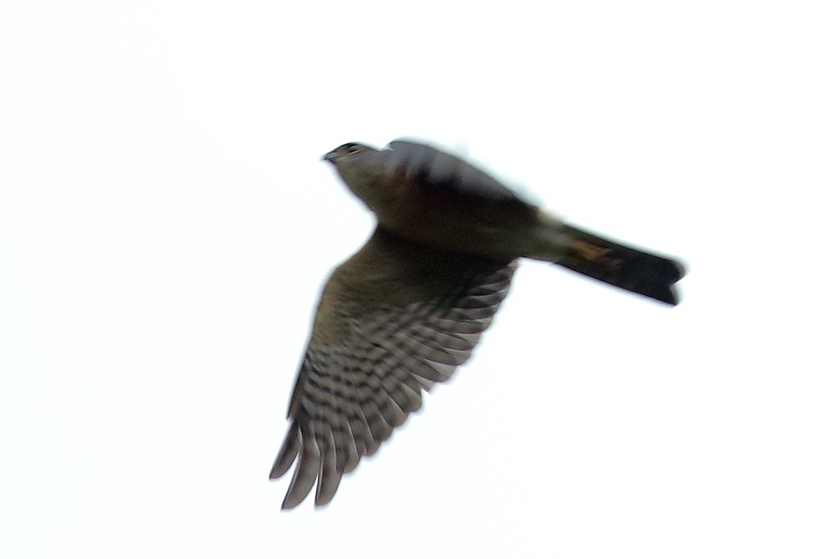 Japanese Sparrowhawk - ML614649137