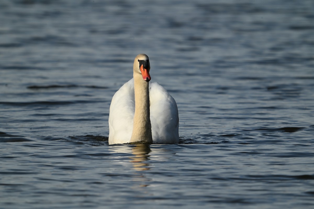 Mute Swan - William Woody