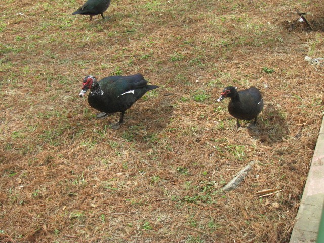 Muscovy Duck (Domestic type) - ML614649182