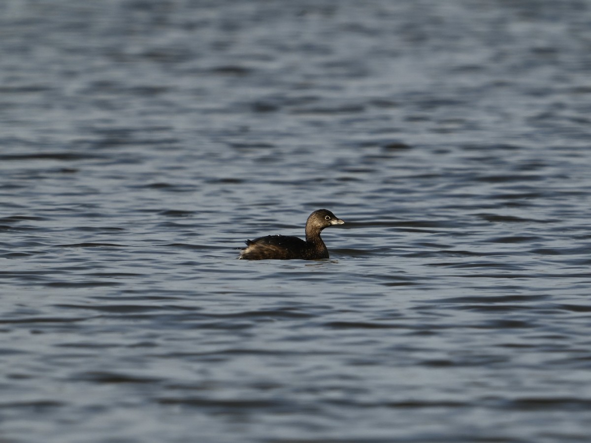 Pied-billed Grebe - ML614649211