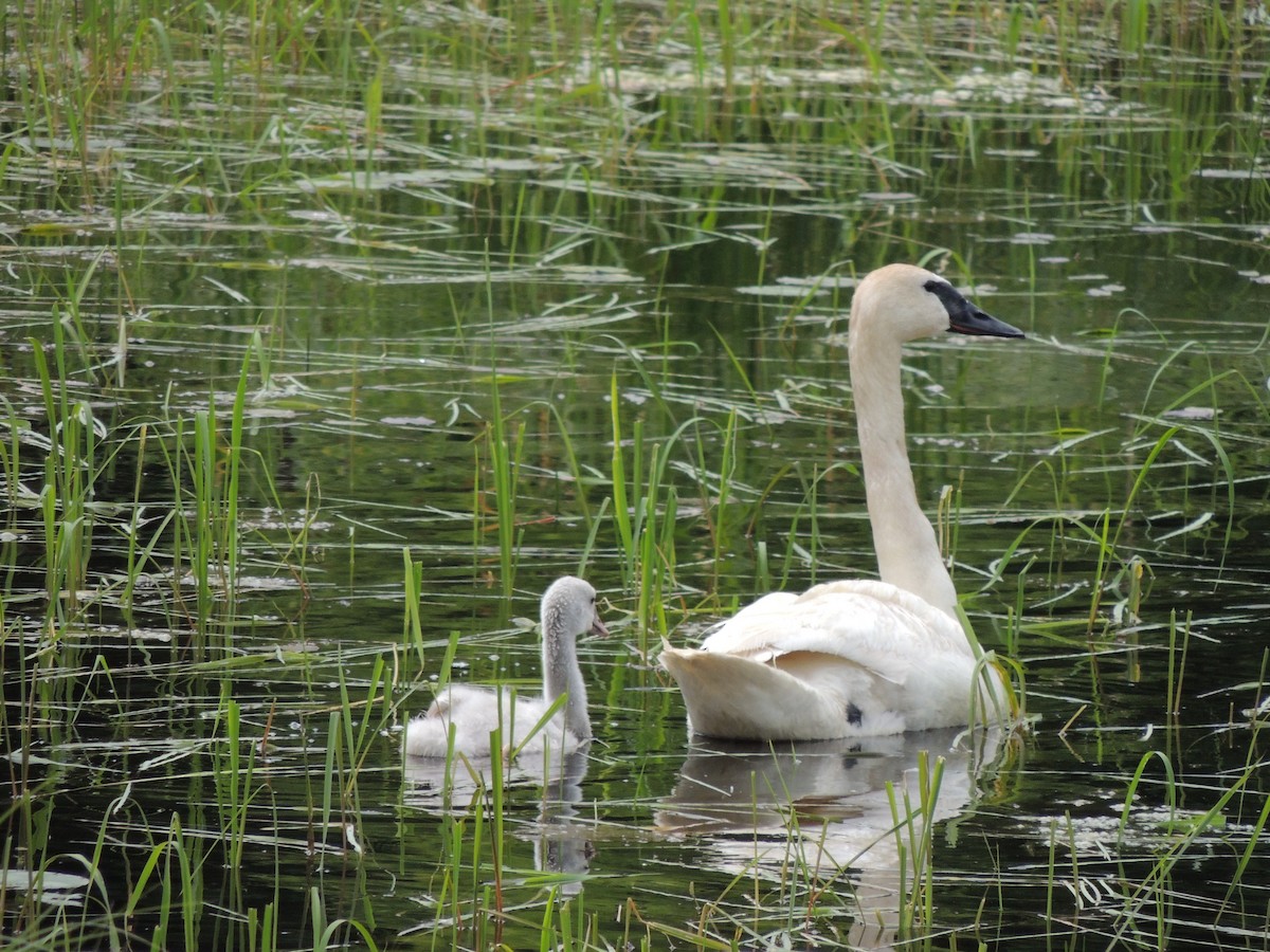 Trumpeter Swan - ML614649222