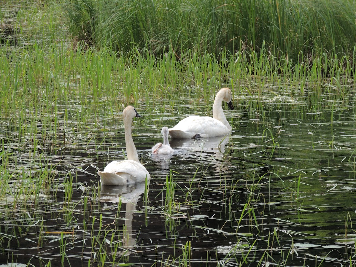 Trumpeter Swan - ML614649224