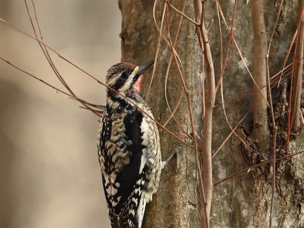 Yellow-bellied Sapsucker - ML614649252