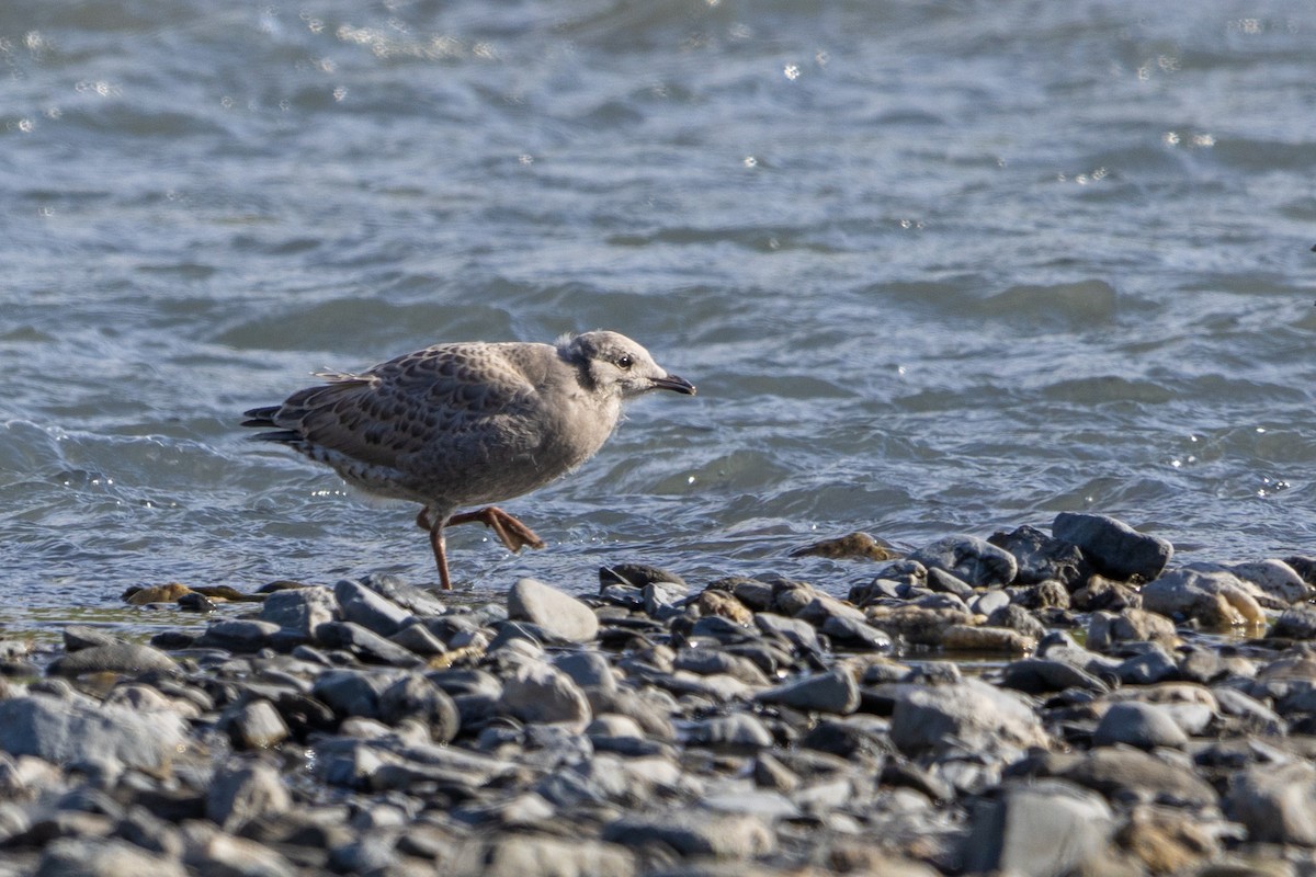 Short-billed Gull - ML614649255