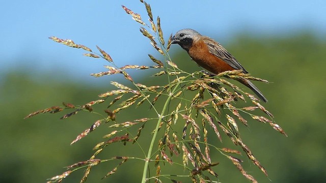 Dark-throated Seedeater - ML614649266