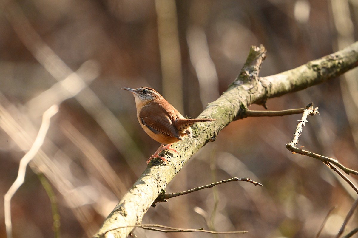 Carolina Wren - ML614649283