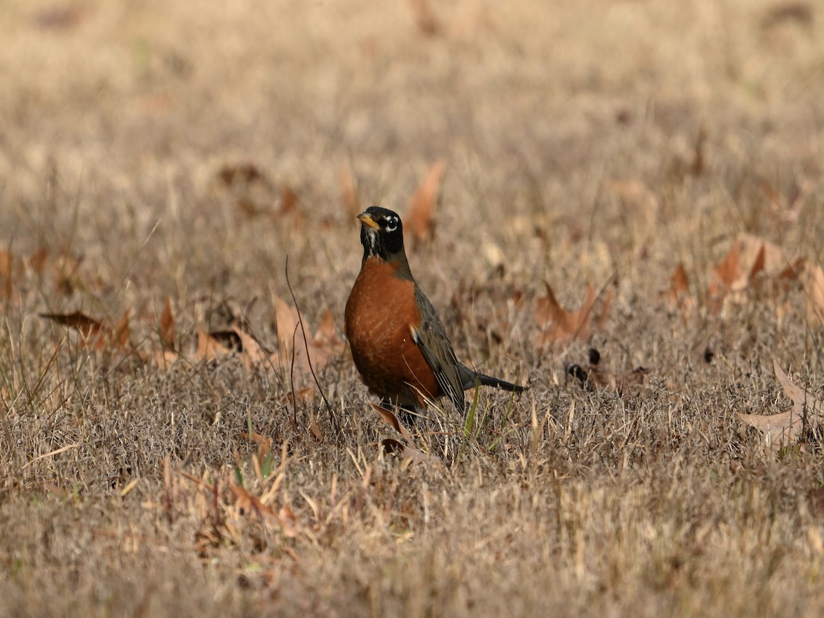 American Robin - ML614649355