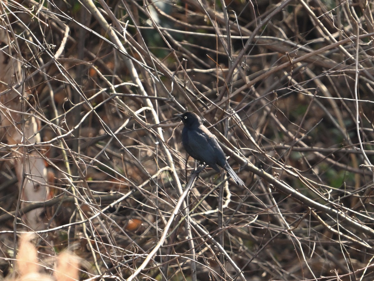 Rusty Blackbird - ML614649468