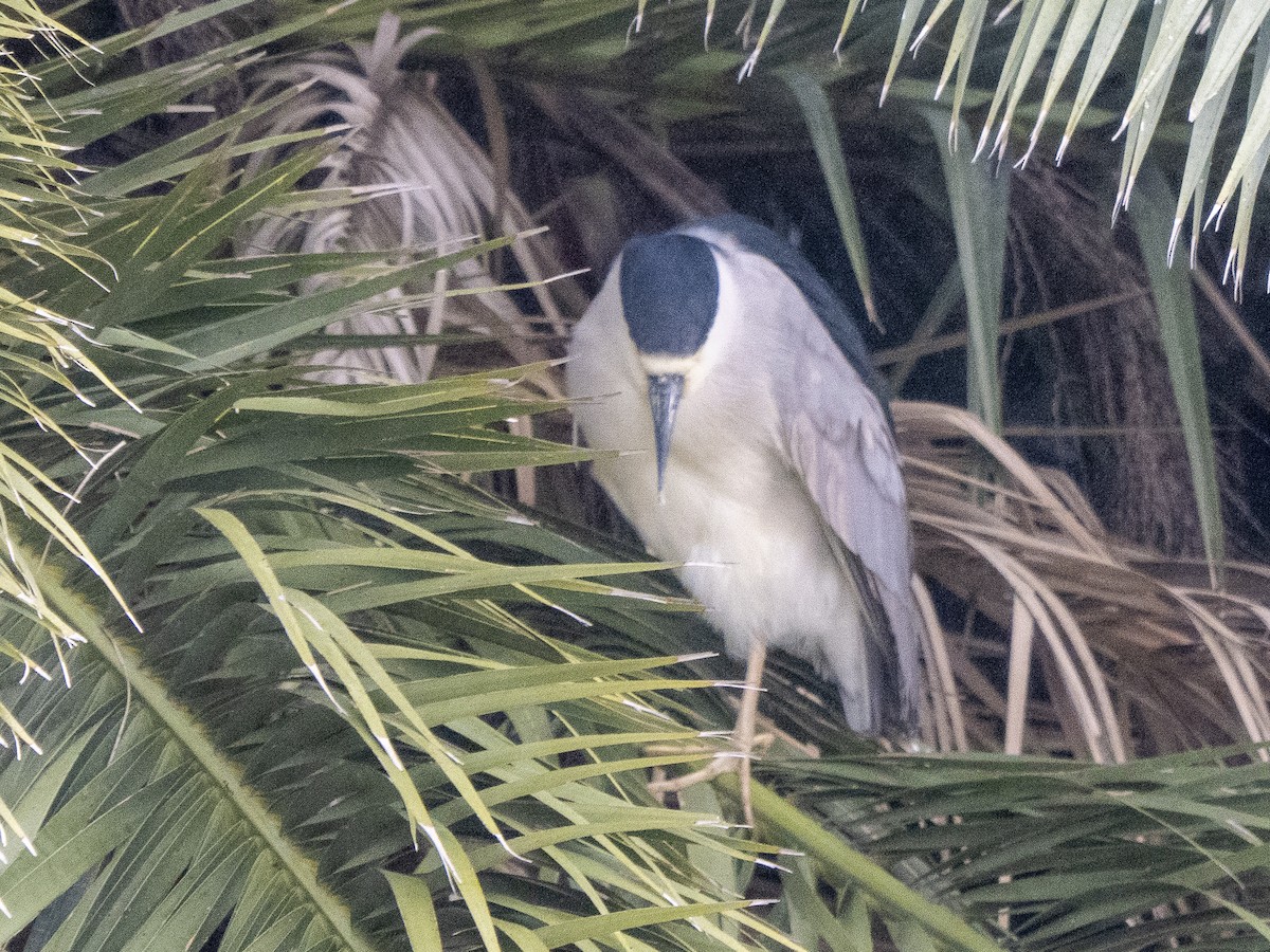 Black-crowned Night Heron - ML614649484