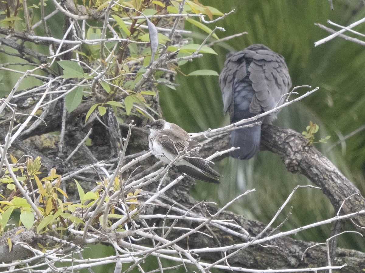 Brown-chested Martin - ML614649522